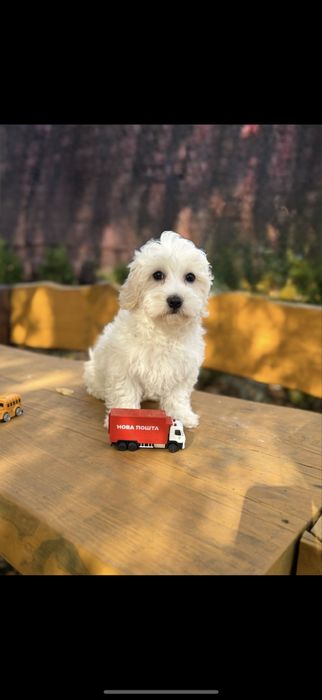 Мальтипу F1 хлопці,