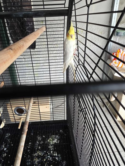 Caturra macho branco