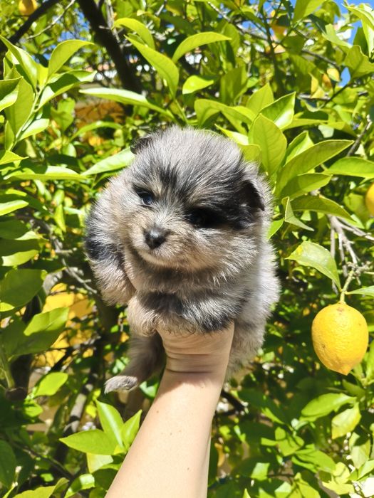 Spitz alemão Merle menina