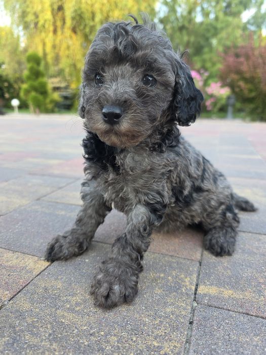 Pudel toy / mała miniatura chłopiec blue merle