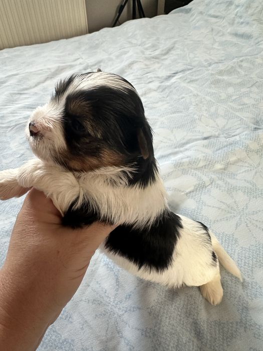 Yorkshire Terrier Biewer