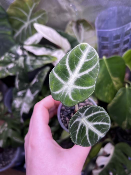 Хойя санрайз, грациліс, алоказія ніндзя, Епіфілум  ангулігер