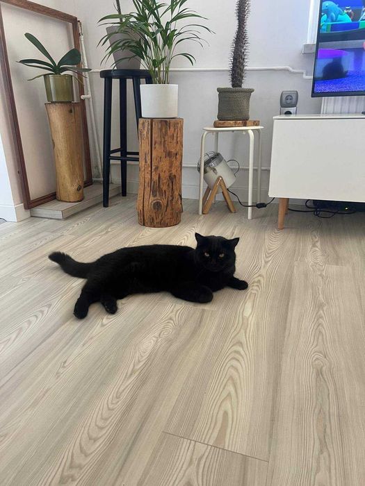 Zaginął kot brytyjski  WIKTOR