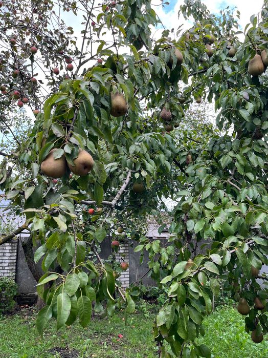Продаж житлових будинків