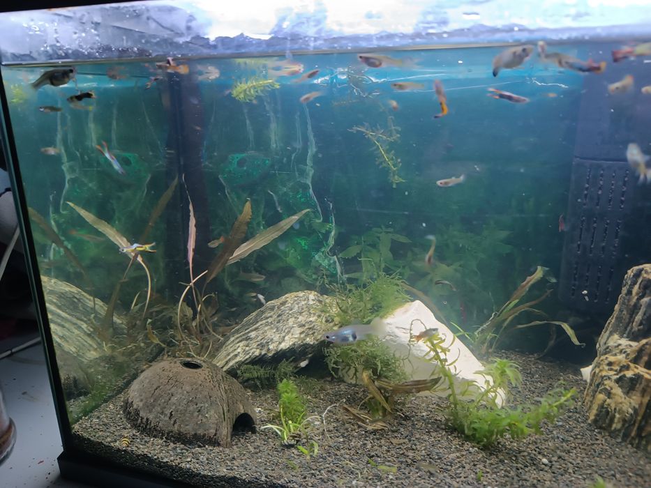 Rybki akwarium gupiki 20szt