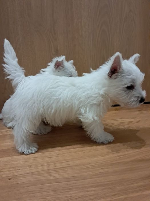 West highland white terrier-rezerwacja