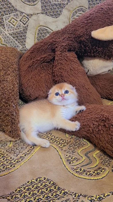 Шикарные котята золотая шиншилла