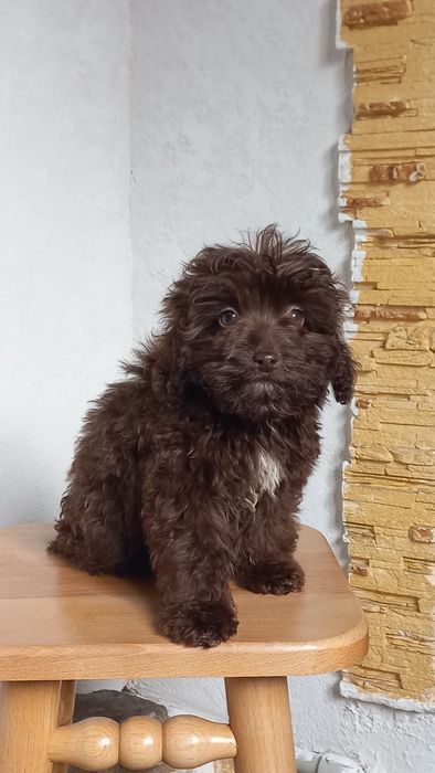 Шоколадный мальчик мальтипу