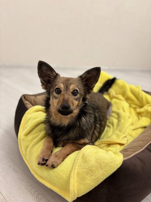 Маленька собачка стерилізована, вік 6–7 міс, Київ