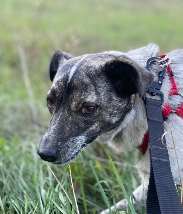 Suczka do adopcji