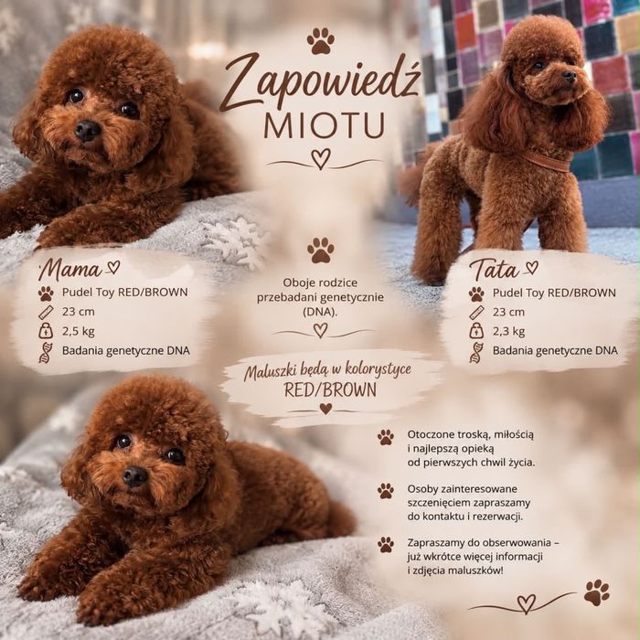 Pudel toy red brown