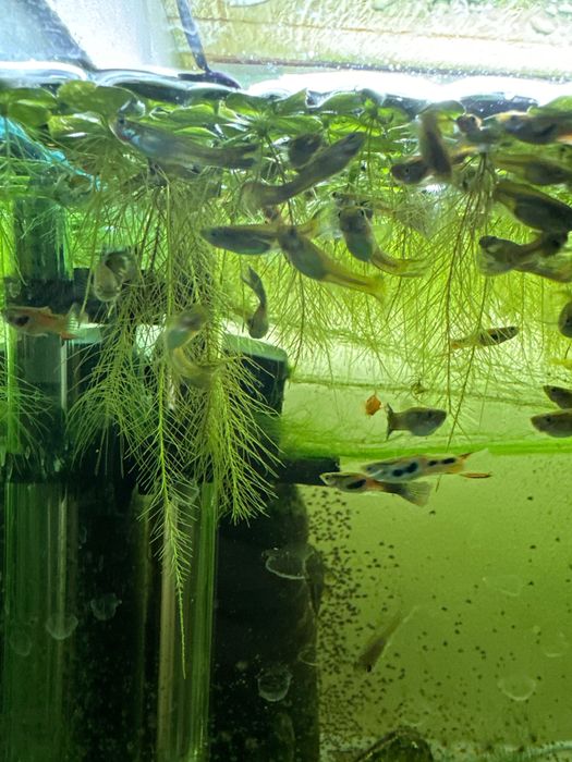 Акваріумні плаваючі водорості Пістія (Капуста) Аквариумная рослини