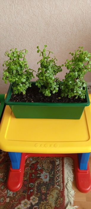 Продам кімнатні квіти