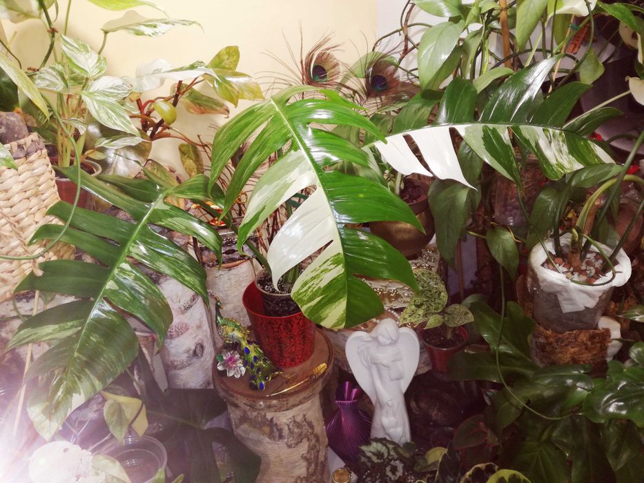Epipremnum Pinnatum Variegata Albo PIĘKNOŚĆ monstera