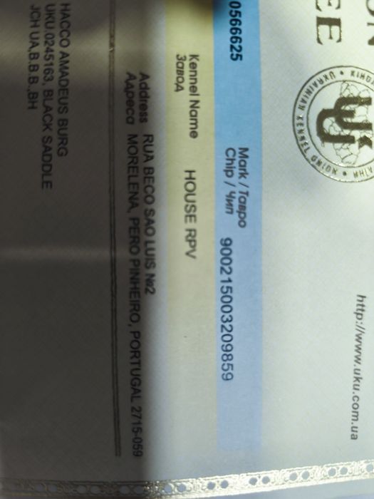 Pastor Alemão qualidade superior