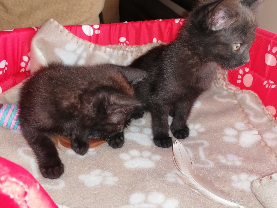 Oláááá...Somos lindos gatinhos, para adoção responsável, com carinho.