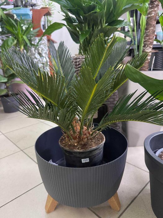 Квіти для колекціонерів.Цикас.