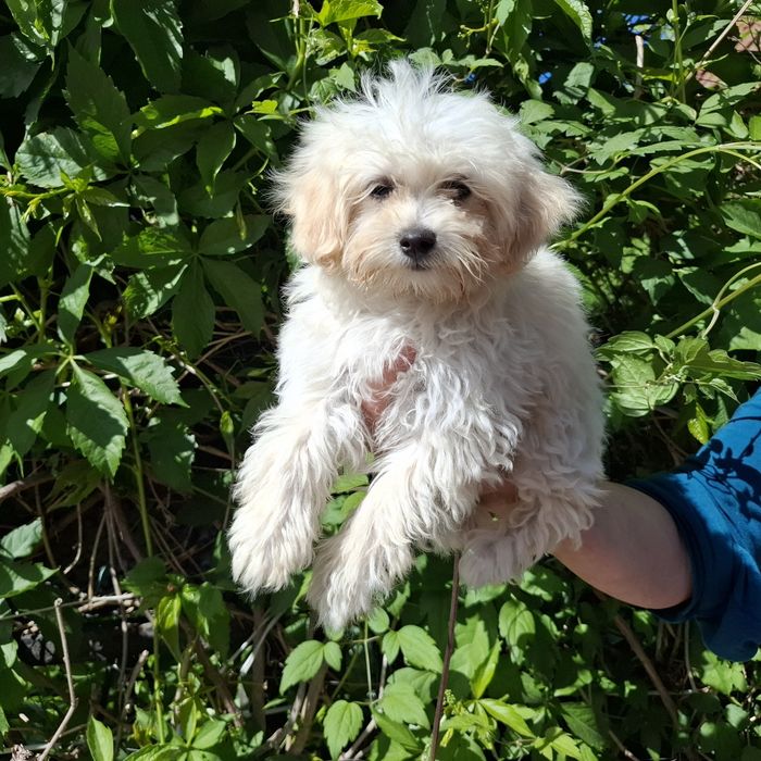 Maltipoo  śliczne  szczenię