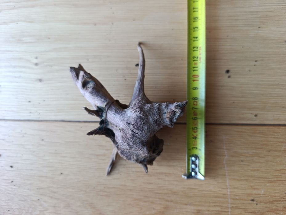 Korzenie do akwarium