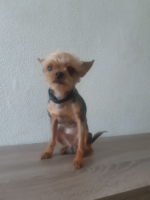 Вязка  собака сiм років