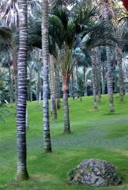 Palmeira Howea fosteriana (kentia) - Exemplares