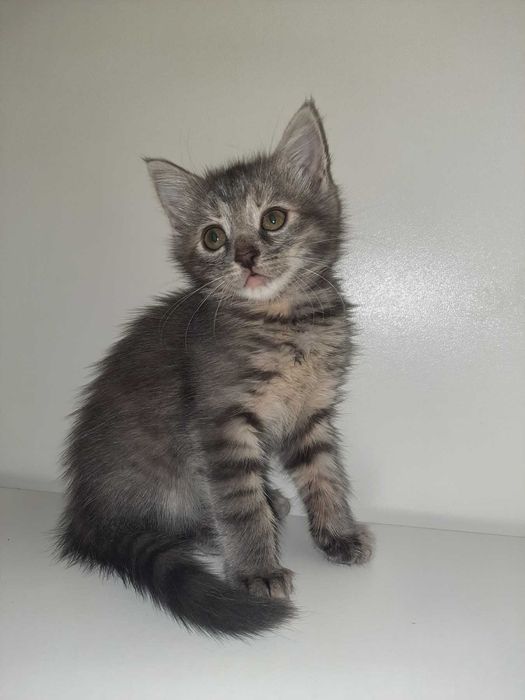 Кошенята британські