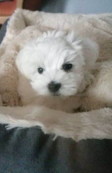 maltańczyk z certyfikarem weterynaryjnym GOTOWE DO ODBIORU