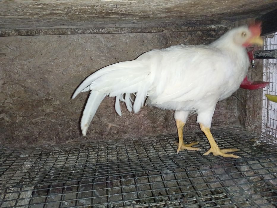 Легорн півні  молоді 3+міс