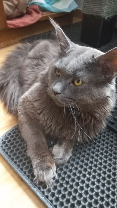 Śliczny kocur Maine Coon