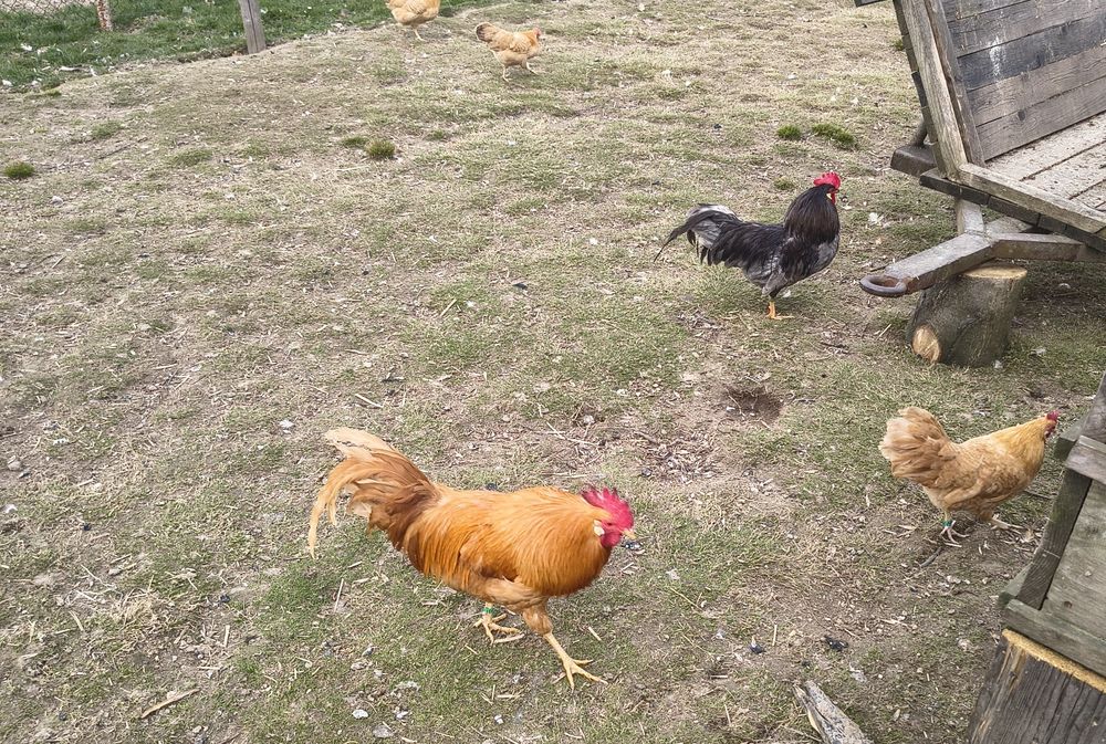 Włoszka miniaturowa jaja lęgowe