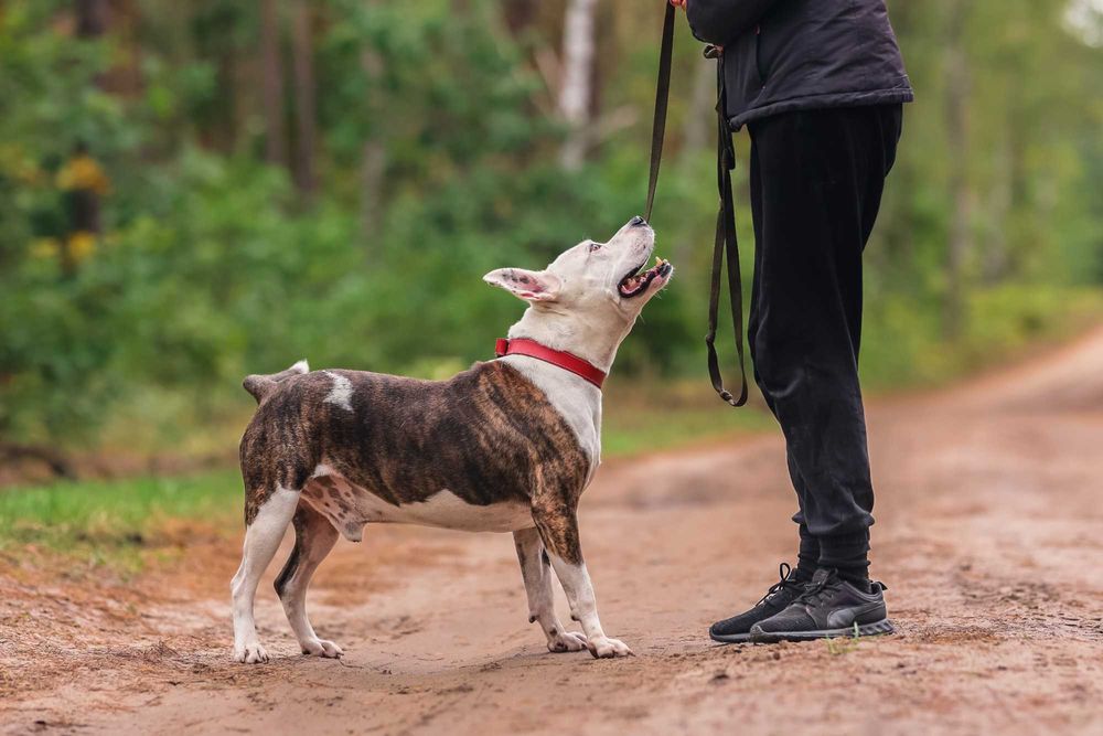 Buliś około 5 letni american stafford terier do adopcji FUNDACJA