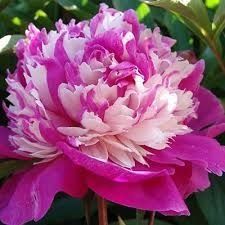 Пионы садовые 160 сортов