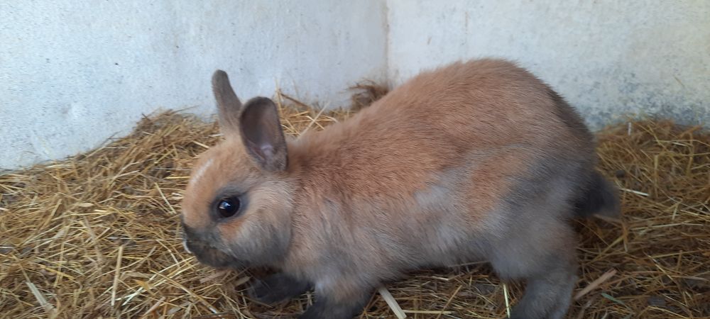 Coelhos Anao holandes/netherland dwarf