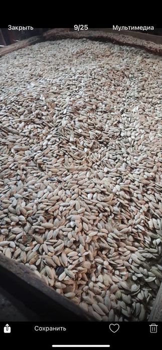 Продам насіння семечку