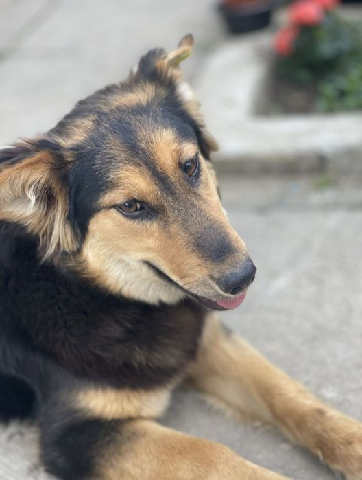 Отдам даром в добрые руки собаку метис Джек Рассел терьера и овчарки