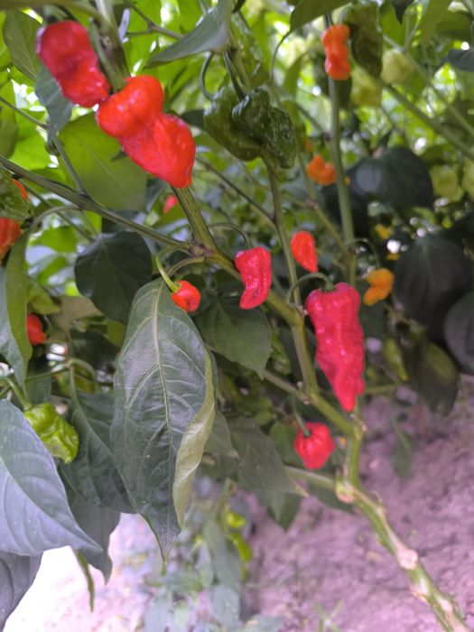 Papryka chili mix superhotów