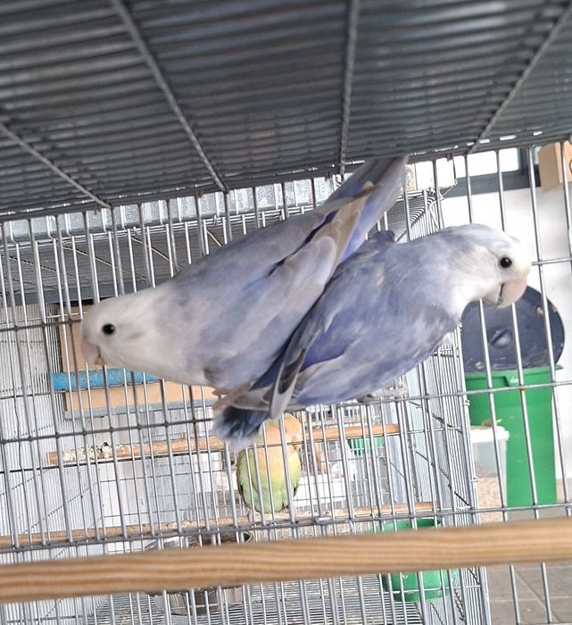 Casal de Agapornis