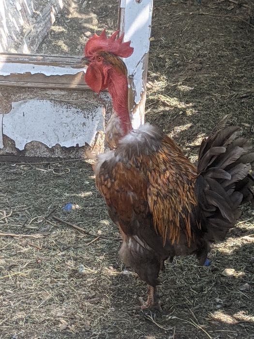 Продам петуха голошейка