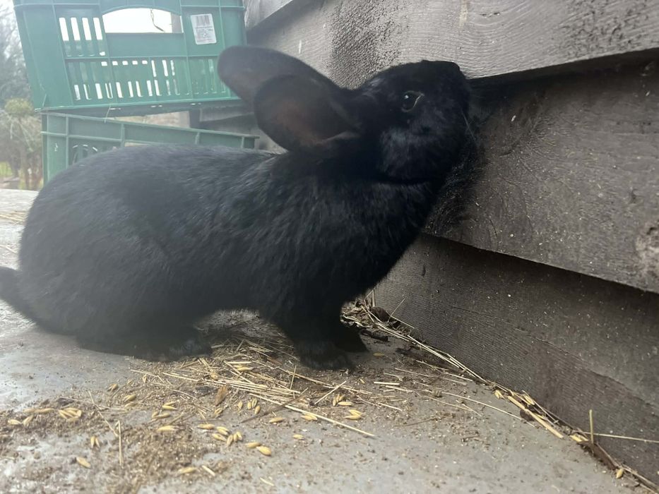 Sprzedam samca srokacza