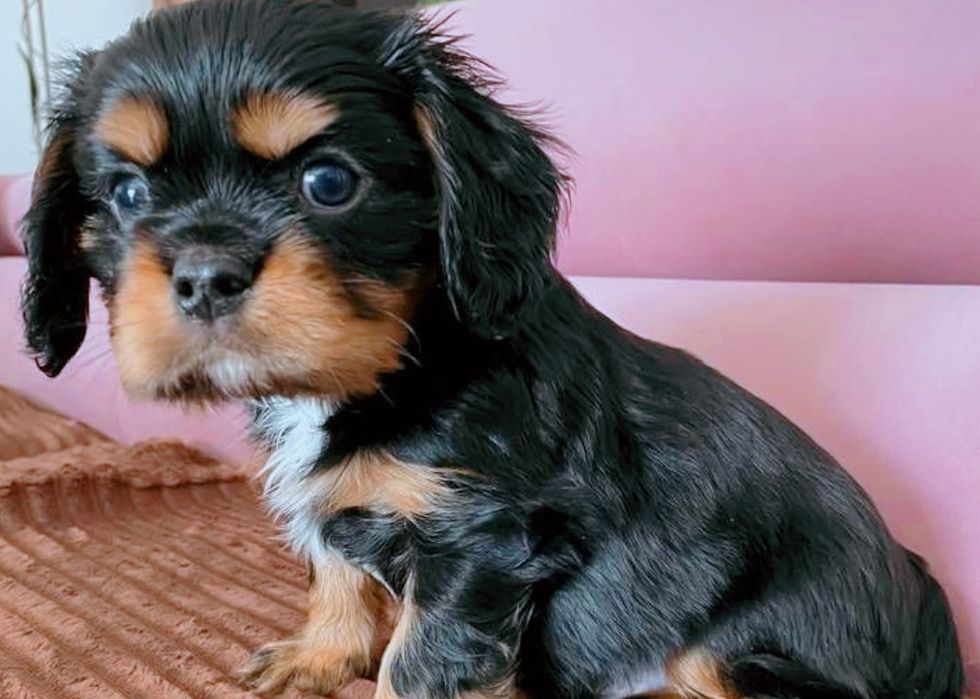 Szczeniaki cavalier szukają domu