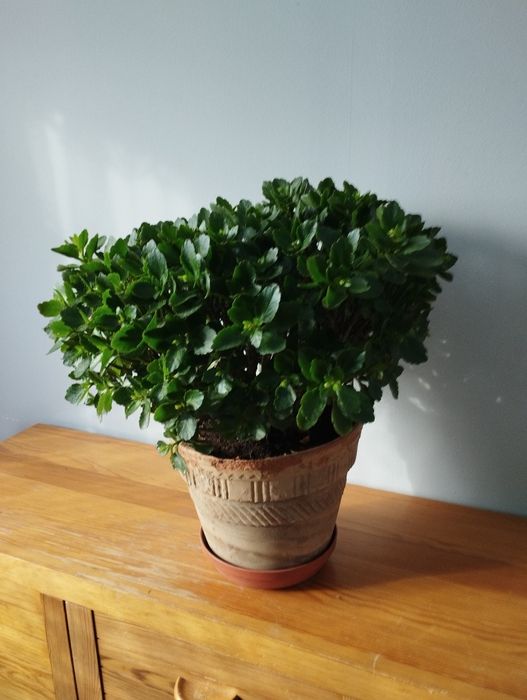 Kalanchoe-Red Orange