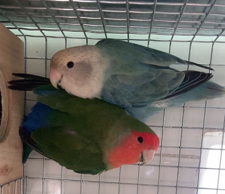 Várias aves disponíveis