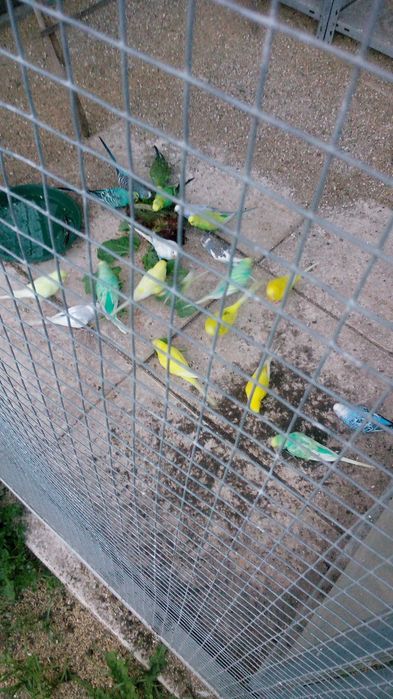 Piriquitos várias cores