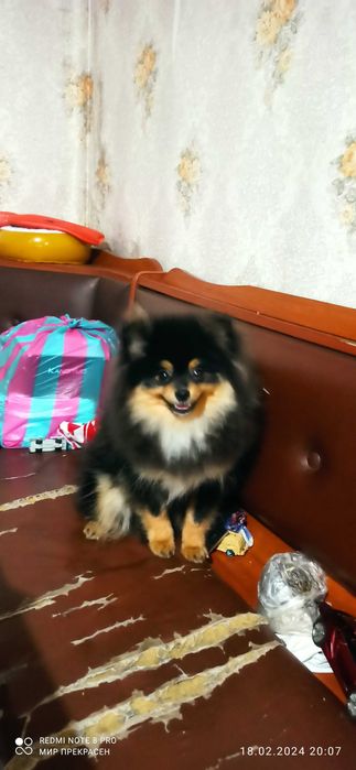 В'язка хлопчик шпіц чорно підпалий