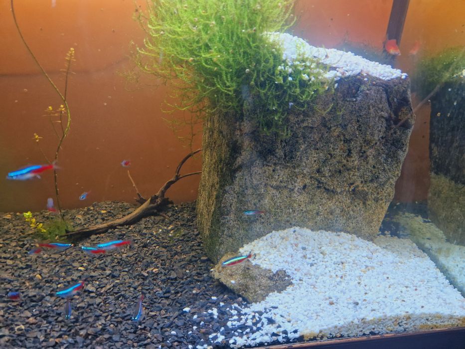 Akwarium 200l z obsadą lub bez
