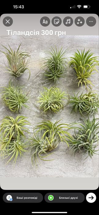 Tillandsia тилландсия intermedia іонанта  медуза курлі слім адреана