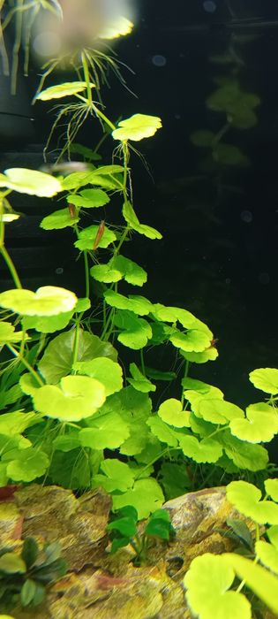 Rośliny akwariowe Hydrocotyle - wąkrotka