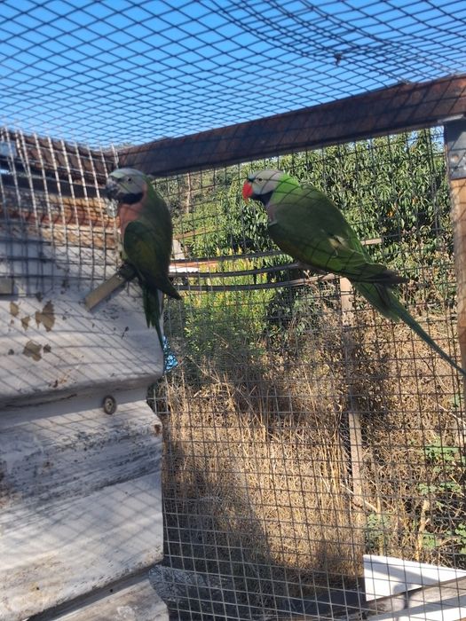 Aves adultas para ceder