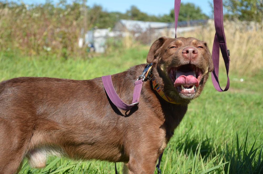 Brązowa wiercipięta pełna uroku - Burbon szuka domu
