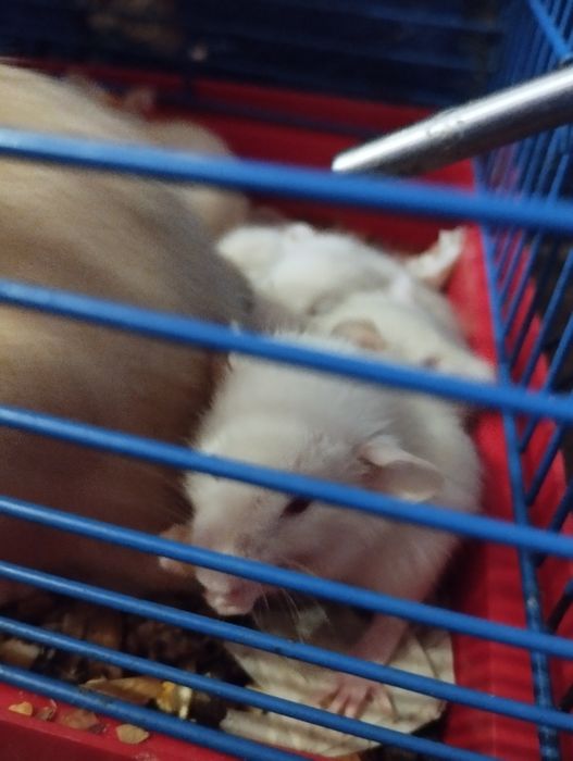 Криси домашні ручні